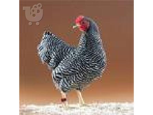 ΚΟΤΕΣ  ΓΙΓΑΣ -Παραδοσιακές ΚΛΩΣΣΕΣ,   Καθαρόαιμες -((κρέας /αυγό)   -6938208982 - ιδιώτης...